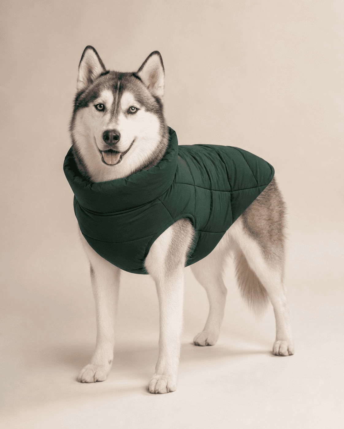 Husky wearing a premium padded winter pet coat